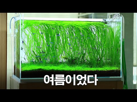Creating a Summer-themed Aquarium - A 70-Day Journey