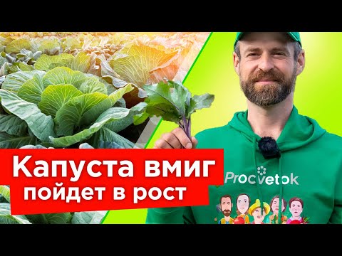 КАПУСТА БУДЕТ РАСТИ КАК СУМАСШЕДШАЯ! Первая подкормка капусты и другие секреты выращивания