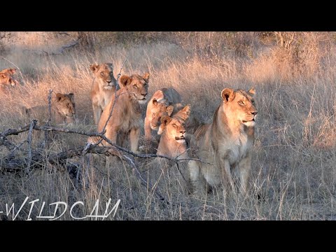 Young Avoca Male Walks into the Mayanbulas | Catch up with Vuyela male Lion Ep 182