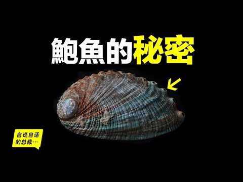 Abalone:Too Much In New Zealand...Why Is It Luxurious?A Secret About TOU Behind It...