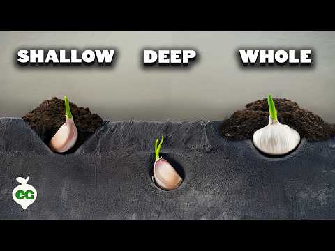 We Grew Garlic 7 Different Ways, Here's What Happened 🧄