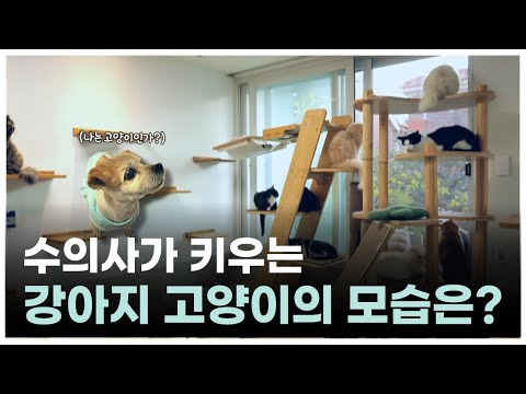 병원에선 수의사, 집에선 집사! 수의사가 키우는 강아지/고양이의 모습은? | 최고의수의사들
