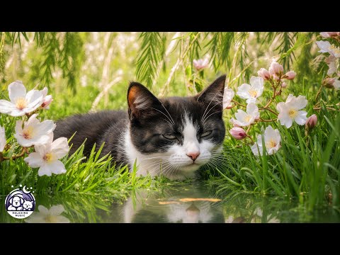 (No Ads) Cat Relaxing Music | Peaceful Harp & Purring Sounds to Soothe Your Feline 🐾