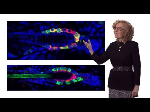 Elaine Fuchs (Rockefeller, HHMI) 2: Tapping the Potential of Adult Skin Stem Cells