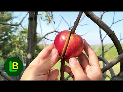 Any branch takes root very quickly. Turn a branch into a fruit tree