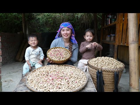 Harvest boiled peanuts to sell at the market - pick up little daughter from school