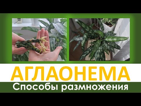 АГЛАОНЕМА: разные способы укоренения и размножения