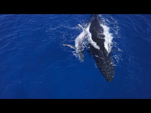 Pitcairn Island DJI drone video of Mother & Baby Humpback whales