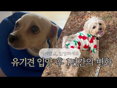 유기견 입양 후 1년간의 변화 / 주뗌므 입양 1주년을 기념하며..🎁
