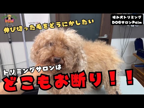 どうすれば...トリミングできない飼い主さんの悩み...