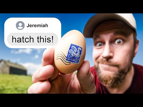 Viewer Sends Us Extremely Rare Hatching Eggs