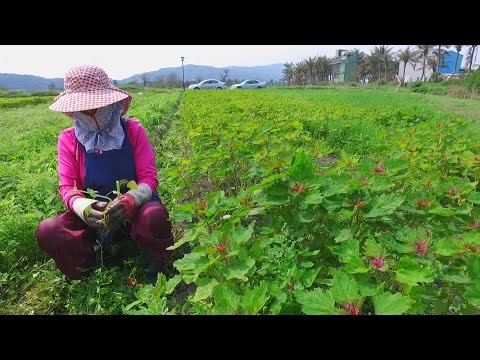 【野菜復育】野菜新勢力｜現代神農氏 (我們的島 第853集 2016-04-18)