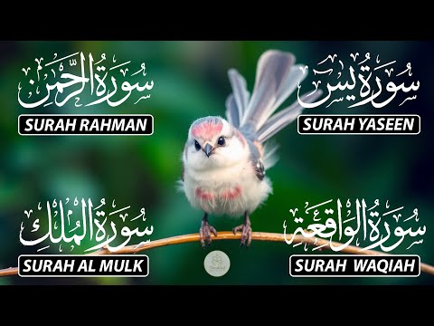 The Best Recitation Surah Yaseen (Yasin) | Surah Rahman | Surah Waqiah | Surah Mulk