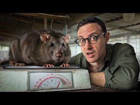 They’re Farming MONSTER Rats in Thailand… and Eating Them