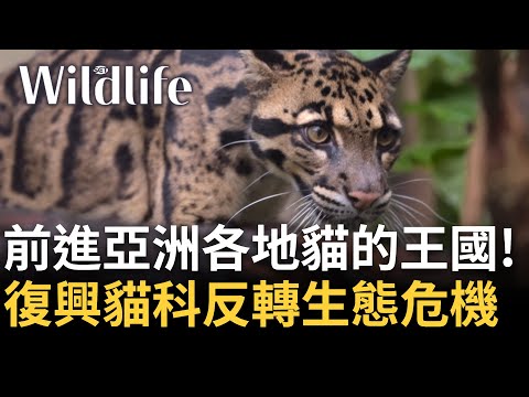 貓族你們準備好了嗎? 亞洲貓科大復興 由台.印.英.日聯手發起跨國保育活動 前進印度.日本.婆羅洲 帶您進入貓科動物的現在與未來!｜【Wildlife】20240808｜三立新聞台
