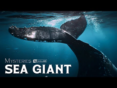 Wild Ocean | Exploring the Giants That Shape Life Beneath the Waves