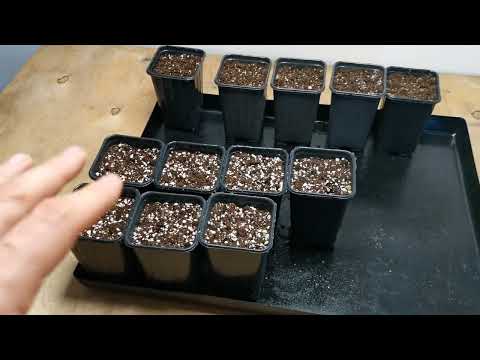 Перцы сгниют если поливать их таким образом!