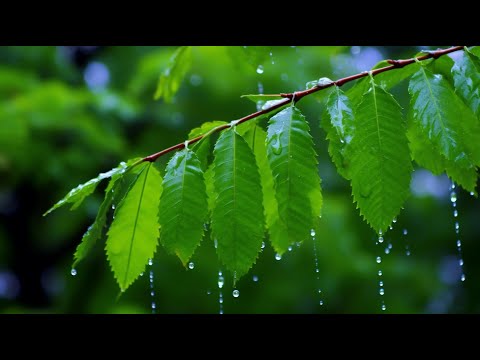 [편안한 음악] 숙면과 마음의 평화를 위한 기치유 명상 음악 | 만성 피로 해소 힐링 사운드