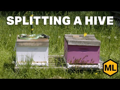 How to successfully split a hive!