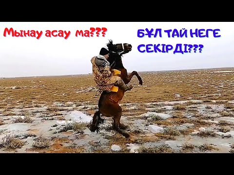 Тай үйрету тәсіліміз.1/8.