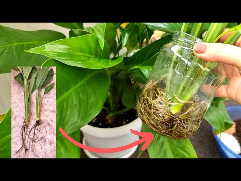 This way, Spathiphyllum will quickly grow roots - restoration before planting in a pot