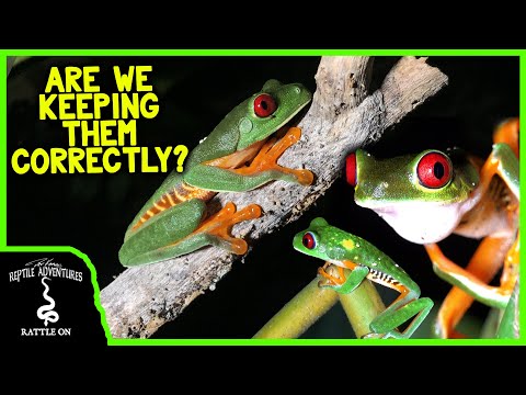 RED-EYED TREE FROGS IN THE WILD! (are we keeping them correctly?)