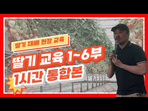 딸기 재배 교육 1~6부 1시간 통합본! 딸기 양액 농가 필수시청! | 농사 100단