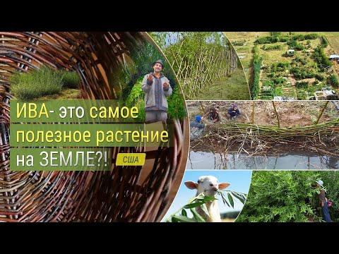 Ива - это самое полезное растение на земле?!