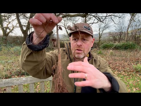Joe's Country Garden is Back: getting the hornbeam in