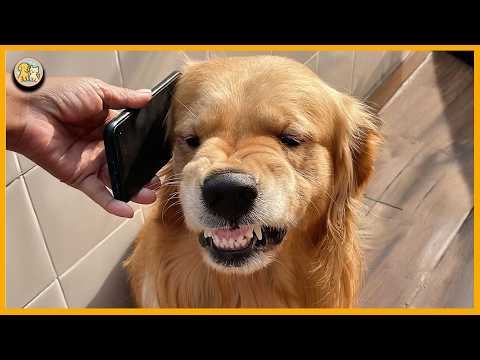 Golden Retrievers FUNNIEST DOGS in the World that will make you laugh your HEAD OF
