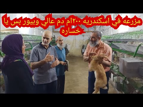 اهم محاضره انا عملتها في تربيه الارانب فيها كل حاجه وبالدليل