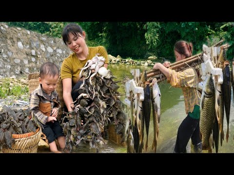 Catching frogs in the heavy rainy season - Catching a lot of loach fish when the storm stops