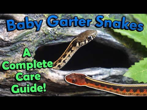 How to Care for Baby Garter Snakes!