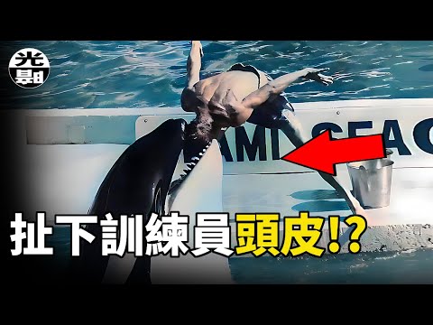 扯下訓練員的肢體和頭皮！？人類的貪婪逼瘋殺人鯨，Tilikum悲劇全面講述 --懸案 刑事 調查 奇聞 檔案 迷案解讀 盡在光暗雜學館