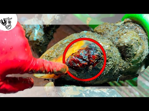 THIS COW'S FOOT DOES SOMETHING WE'VE NEVER SEEN BEFORE!!!!!!!