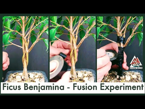 Ficus Benjamina - Fusion Experiment