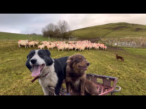 Sheepdog Puppys first time herding sheep for real 