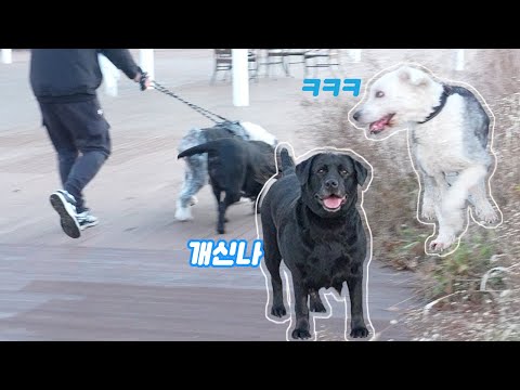 A sudden dog walk by a cat dad who is bad at taking care of dogs