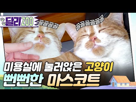 [🐕#달리ZOO] 제가 할게요. 이 미용실 마스코트✨ 뻔뻔하게 마스코트를 자처하는 고양이🤣 #TV동물농장 #달리 #DALI