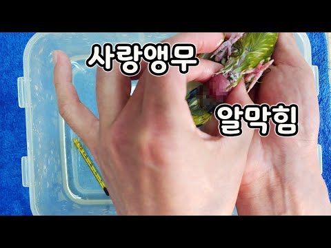 Emergency Treatment for a Parrot on the Verge of Death from Egg-Laying Failure [Obreeder]