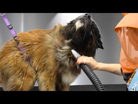 This Rescue Akita LOVED the Blow Dryer...Unexpected Reaction 😂