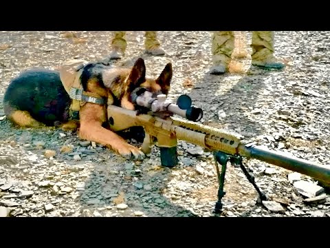 A Military Dog Goes on One Last Mission to Save His Master | Movie Recap
