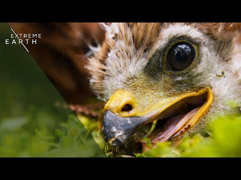 Inside Scotland’s Fiercest Wilderness (4K Documentary)