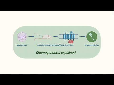 Chemogenetic neuromodulation: explained | Neuronerd