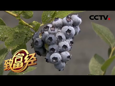 十年布局 精准预判 他的蓝莓不一般 | CCTV「致富经」20200907