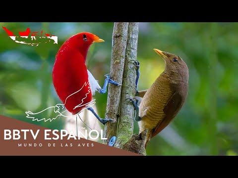 Aves De Indonesia | Las Aves Más Hermosas De Indonesia Que Te Sorprenderán | BBTV Español