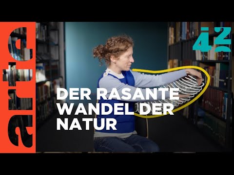 Stehen wir vor einer Turbo-Evolution? | 42 - Die Antwort auf fast alles Reupload | ARTE