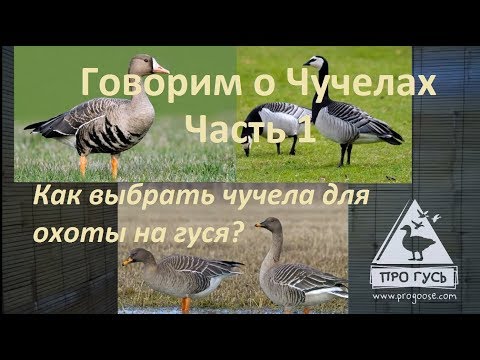 Talking about decoys, part 1/How to choose decoys? The ProGoose team's experience