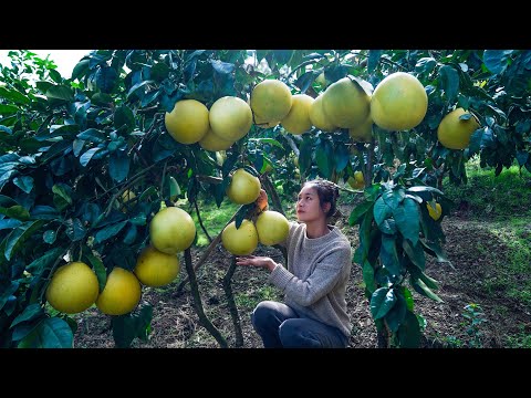 Cooking Giant Red Pomelo in Various Ways that You Never Even Thought of!