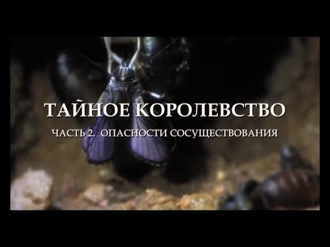"Тайное королевство: Опасности сосуществования. Серия 2"